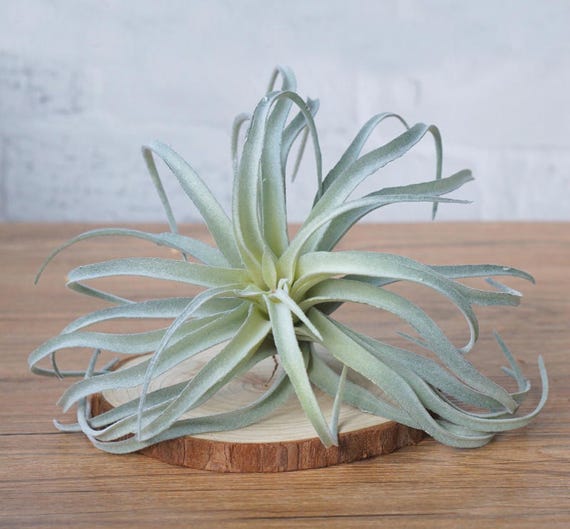 Faux Succulents Imitation Succulents Miniature garden Artificial Succulents DIY Plants for Home Decor DR163