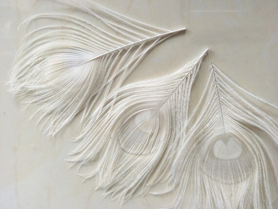 4pcs Natural Off White Peacock Feather 10 15cm 4 6 Inches Etsy 4pcs Natural Off White Peacock Feather 10 15cm 4 6 Inches Etsy