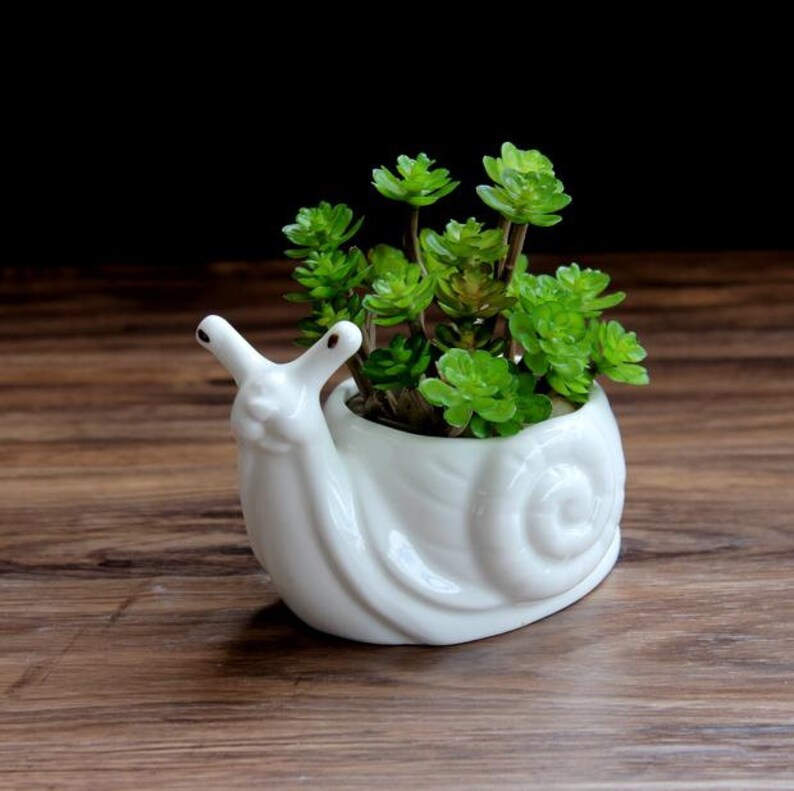 Snail Pottery Succulent Planter Ceremic Planter Terrarium Home Etsy