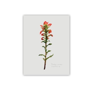 Botanical Indian Paint Brush Print
