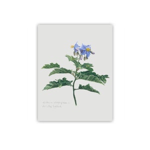 Botanical Night Shade Print