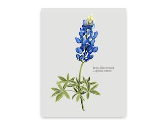 May include: A botanical illustration of a Texas Bluebonnet flower, also known as Lupinus texensis. The flower is blue with a yellow centre and is surrounded by green leaves.