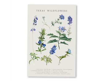 May include: A vintage botanical illustration poster featuring ten different types of Texas wildflowers. The poster is titled "Texas Wildflowers" and includes the scientific and common names of each flower.