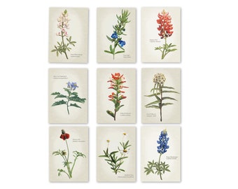 May include: A set of nine botanical illustrations featuring various Texas wildflowers, including Indian Paintbrush, Texas Bluebonnet, and White-Leaf Yucca. Each illustration is framed with a white border and features the scientific name of the flower.