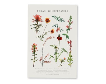 Botanical Texas Red Wildflower Poster