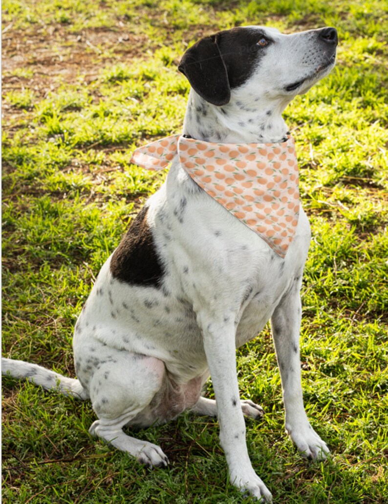 Dog Bandana Peaches Dog Bandana Traditional Tie Etsy