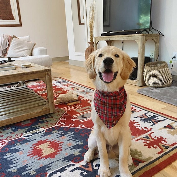 Golden Retriever Pet Bandana - Cream Golden Retriever Pet Bandana - Cream