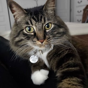 May include: A close-up of a brown tabby cat with green eyes wearing a white collar with a silver tag that says "Nelita" on it. The cat is looking directly at the camera.