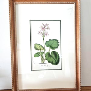 Vintage Primrose Botanical Framed Print: French Country Rococo Style