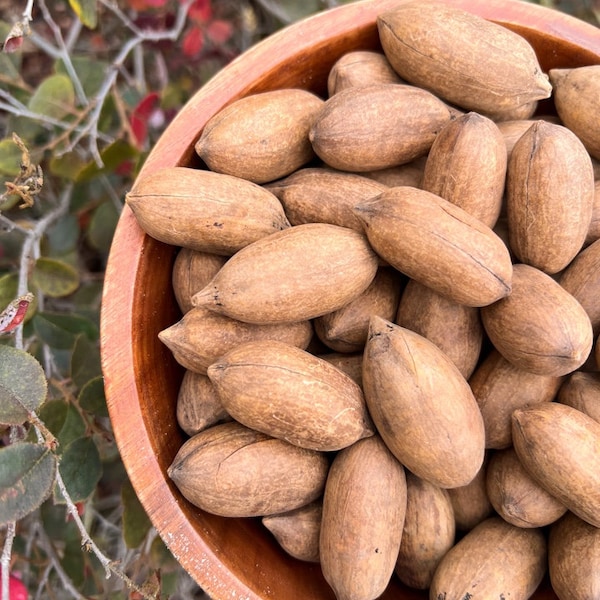 NEW CROP In-Shell Pecans: California Grown