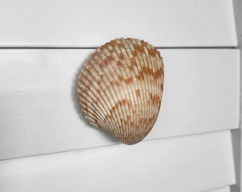Cockle Shell Drawer Pulls - Seashell Cabinet Knobs Set of 2 - Coastal Kitchen Handles, Beach House Dresser Hardware