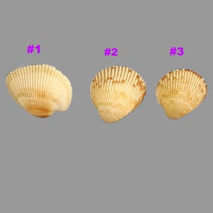 May include: Three seashells with a ribbed texture and a light tan color are displayed against a gray background. Each shell is numbered with purple text: #1, #2, and #3. The shells have a fan-like shape.