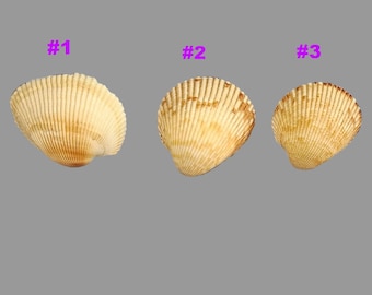 Seashell Cabinet Knobs - Cockle Shell Drawer Pulls - Beach House Dresser Hardware, Coastal Bathroom Vanity Knobs