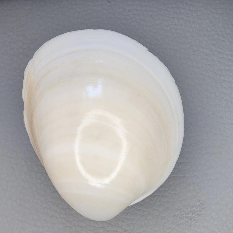 Clam Shell Cabinet Knobs & Drawer Pulls – Authentic Seashell Hardware for Beach, Coastal & Nautical Kitchens & Bathrooms