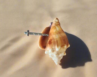 Large Conch Shell Cabinet Knob, Real Seashell Drawer Pull, Beach House Hardware, Nautical Coastal Decor for Dresser, Vanity or Kitchen