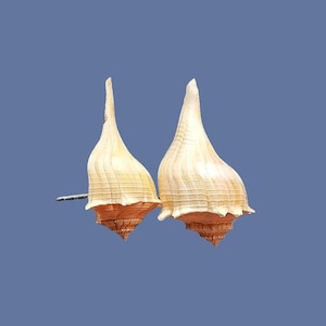 May include: Two conch shells with a light beige color and a spiral design. The shells have a textured surface and a pointed top. The background is a solid blue color.
