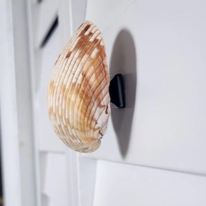May include: A seashell door knob with a natural, textured surface. The knob is attached to a white surface with a black mounting bracket. The seashell has shades of brown and tan.