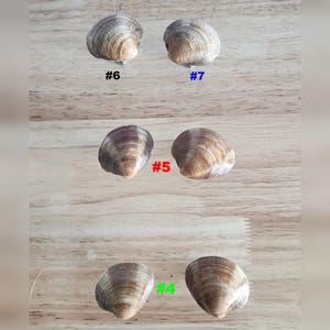 Clam Shell Cabinet Knobs, Small Glossy Seashell Drawer Pulls, Bifold Door Knob, Coastal Beach House Dresser Hardware