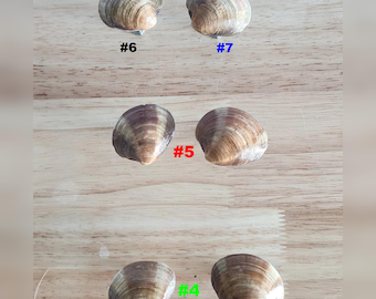 Clam Shell Cabinet Knobs, Small Glossy Seashell Drawer Pulls, Bifold Door Knob, Coastal Beach House Dresser Hardware