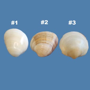 May include: Three seashells are displayed against a blue background. The shells are numbered #1, #2, and #3. Shell #1 is a smooth, off-white color. Shell #2 is brown and tan with visible ridges. Shell #3 is white with a ridged texture.