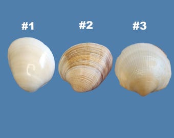 Clam Shell Cabinet Knobs - Authentic Seashell Drawer Pulls - Coastal Kitchen Handles, Beach House Dresser Hardware
