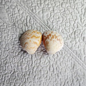 May include: Two seashells with a ribbed texture and a natural color palette of cream, brown, and orange. The shells are positioned on a gray, quilted surface, creating a coastal or beach-themed aesthetic.