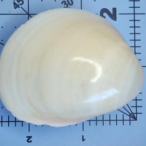 Clam Shell Cabinet Knobs & Drawer Pulls – Authentic Seashell Hardware for Beach, Coastal & Nautical Kitchens & Bathrooms