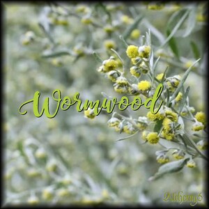 ANCESTRAL HERBAL TINCTURE | Green Walnut + Wormwood | Clove + Oregano | Folk Apothecary bild 4