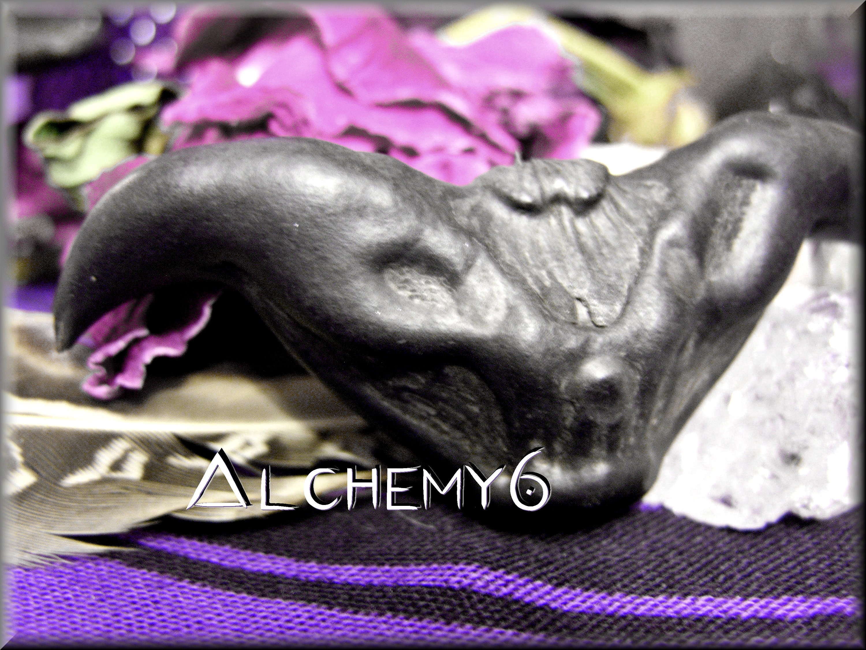 DEVIL POD | Trapa Bicornis | Water Caltrop