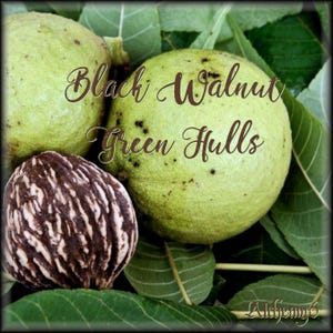 ANCESTRAL HERBAL TINCTURE | Green Walnut + Wormwood | Clove + Oregano | Folk Apothecary bild 3
