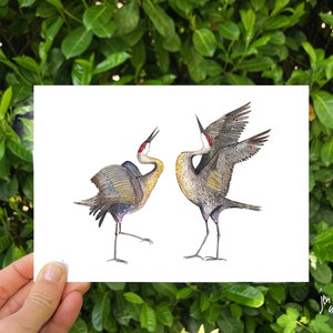 Dancing sandhill cranes 5x7 of 8x10 print; bird illustration; animal art print