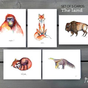 Das Land – 5er Set Grußkarten – Aquarellzeichnungen, Blankokarten mit Umschlägen –Orang-Utan, Rotfuchs, Bison, roter Panda, Riesen-Ameisenbär
