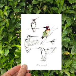 Hummingbird study 5x7 and 8x10 print; bird illustration; animal art print