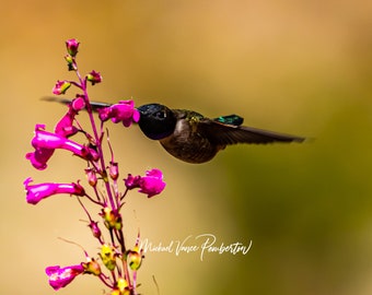 Humming Bird Crestridge Ecological Reserve, California - Bird Print - Michael Vance Pemberton