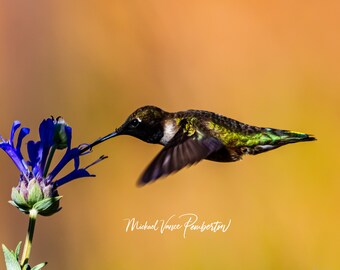 Humming Bird Crestridge Ecological Reserve, California - Bird Print - Michael Vance Pemberton