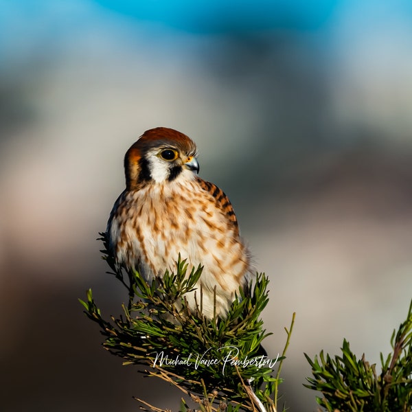 American Kestrel - Fiesta Island, California - Bird Print - Michael Vance Pemberton - Free Shipping.