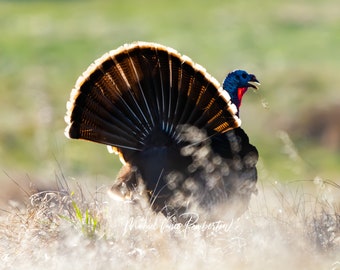 Wild Turkey - Cuyamaca Rancho State Park California - Bird Print - Michael Vance Pemberton - Free Shipping.