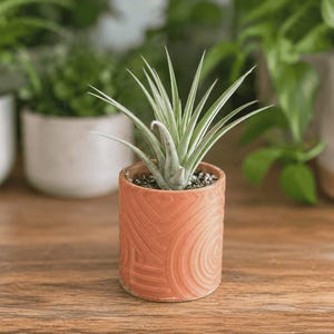 May include: A small, light green air plant sits in a terracotta-colored, cylindrical pot with a textured, swirling design. The pot is on a wooden surface, with other potted plants in the background.