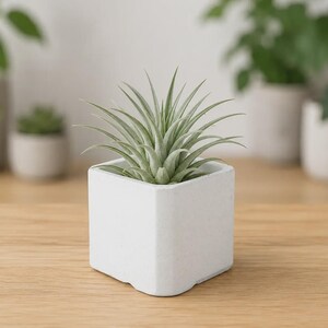 May include: A small, light green air plant sits in a square, white concrete planter. The plant has long, thin leaves. Other potted plants are blurred in the background on a wooden surface.