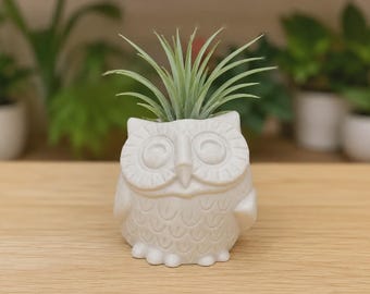 Smiling Owl Succulent Planter or Air Plant Holder