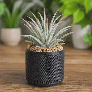 May include: A small air plant with long, pointed, light green leaves and a touch of pink, planted in a black textured pot filled with small brown pebbles. The pot sits on a wooden surface, with other potted plants in the background.
