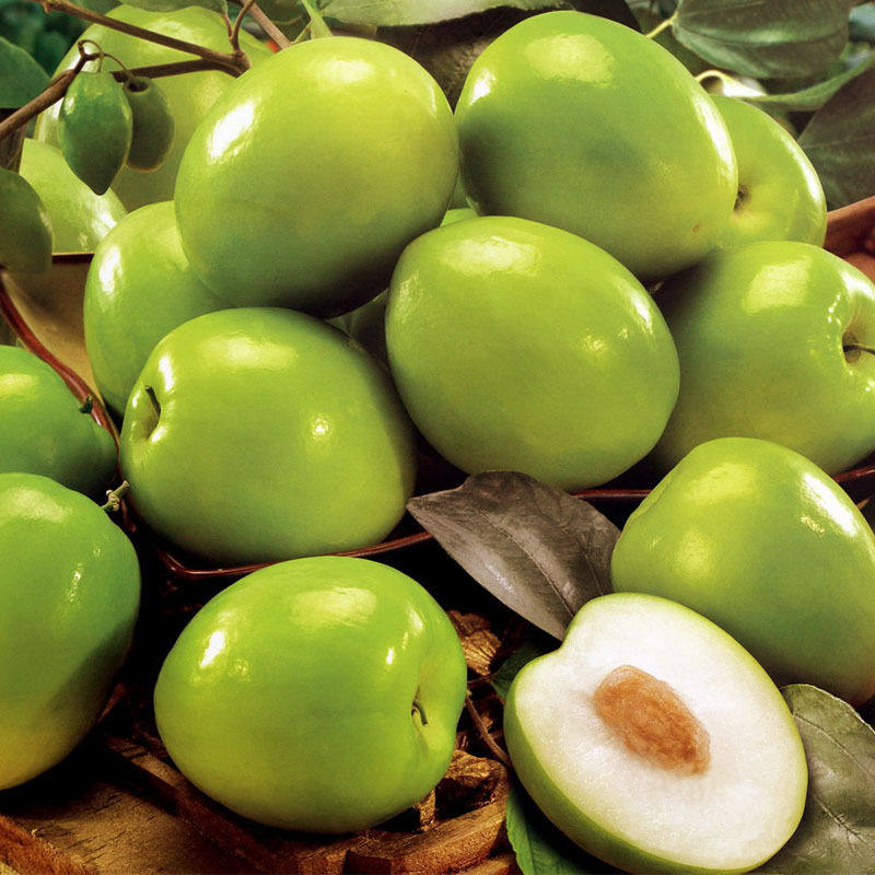 Jujube Seeds Big Sweet Ziziphus Jujuba Shrub Tree Taiwan Etsy Jujube Seeds Big Sweet Ziziphus Jujuba Shrub Tree Taiwan Etsy