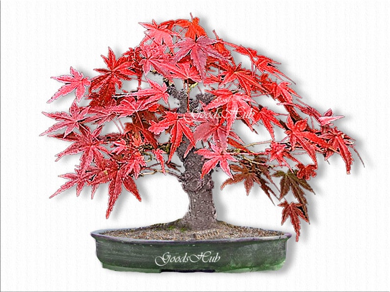 20 zaden Japanse rode esdoorn Bonsai boom zaad mooie zeldzame Etsy