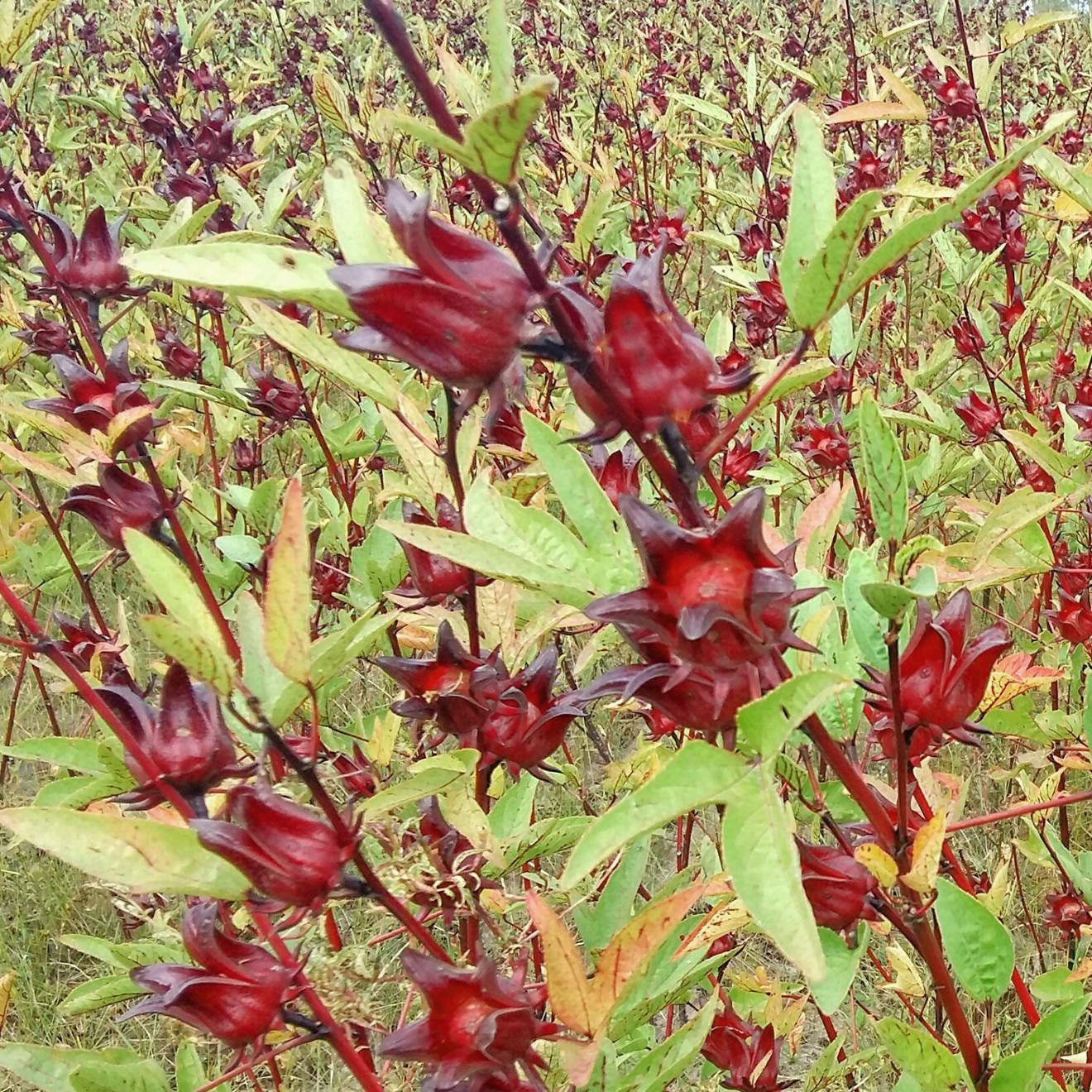 Roselle Seeds Hibiscus Sabdariffa Herb Jamaica Sorrel Red Etsy