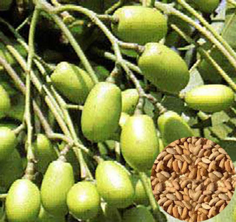 Neem Seeds Azadirachta Indica Nimtree Neem Nim Herb Fresh Rare Etsy