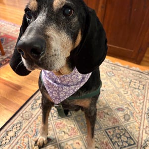 Scrunchie Pet Bandana | LARGE Size | ONE (1) | Bandana | Cotton Fabric | Machine Washable | Handmade | Free U.S. Shipping