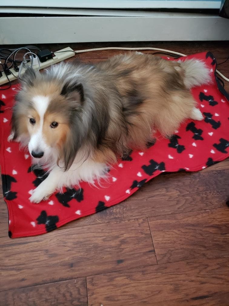 ONE (1) Large Pet Blanket 36"x24" 100% cotton fleece machine washable free U. S. shipping