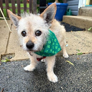 Scrunchie Pet Bandana | SMALL Size | ONE (1) | Bandana | Cotton Fabric | Machine Washable | Handmade | Free U.S. Shipping