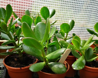 Money Plant Etsy - crassula ovata money plant