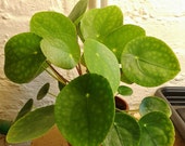 Chinese Money Plant ( Pilea pepermiodes )